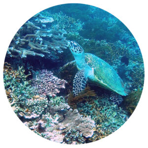 It's On mineralische Sonnencreme It's On mineral sunscreen It's On crema solar mineral